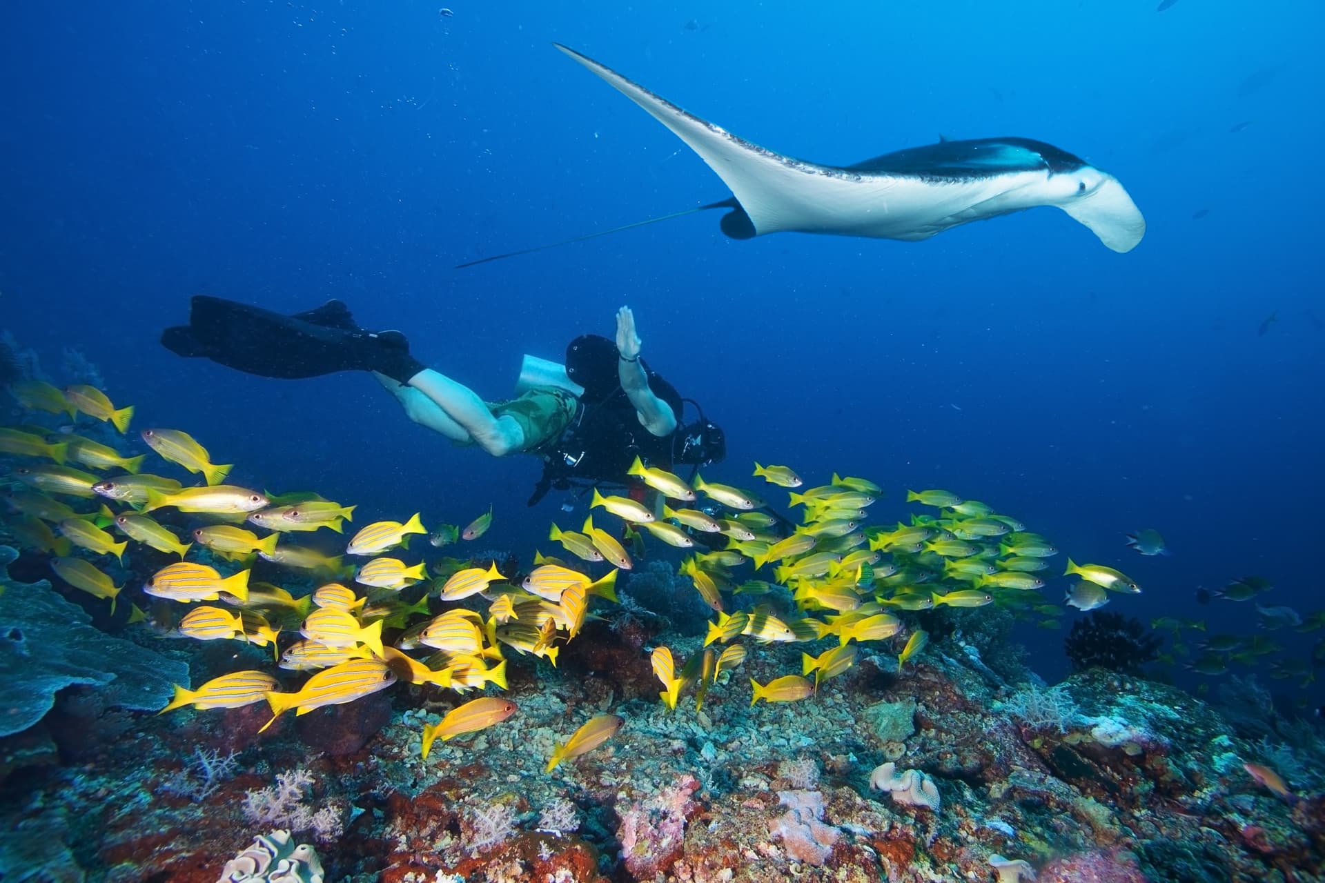 Diving and Snorkelling