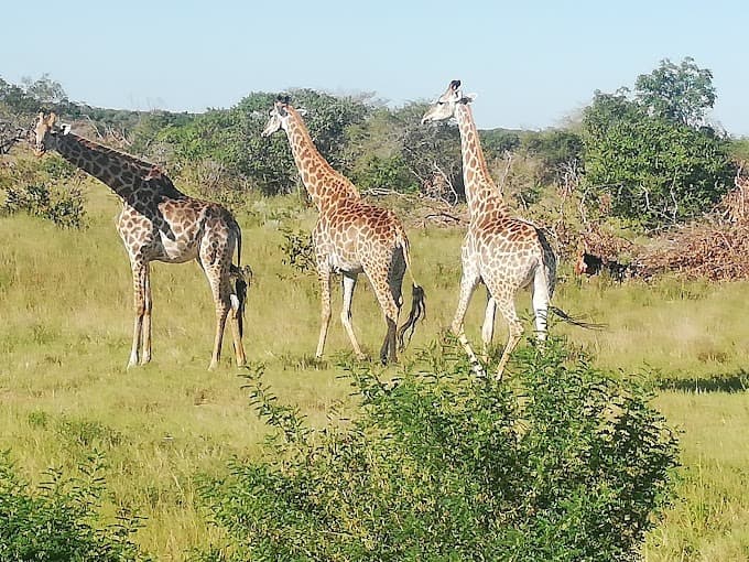 Maputo Special Reserve