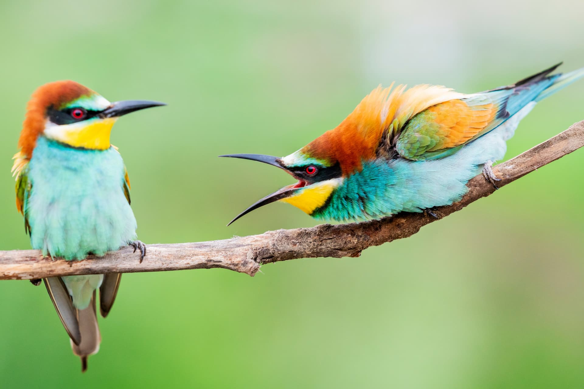 bird watching