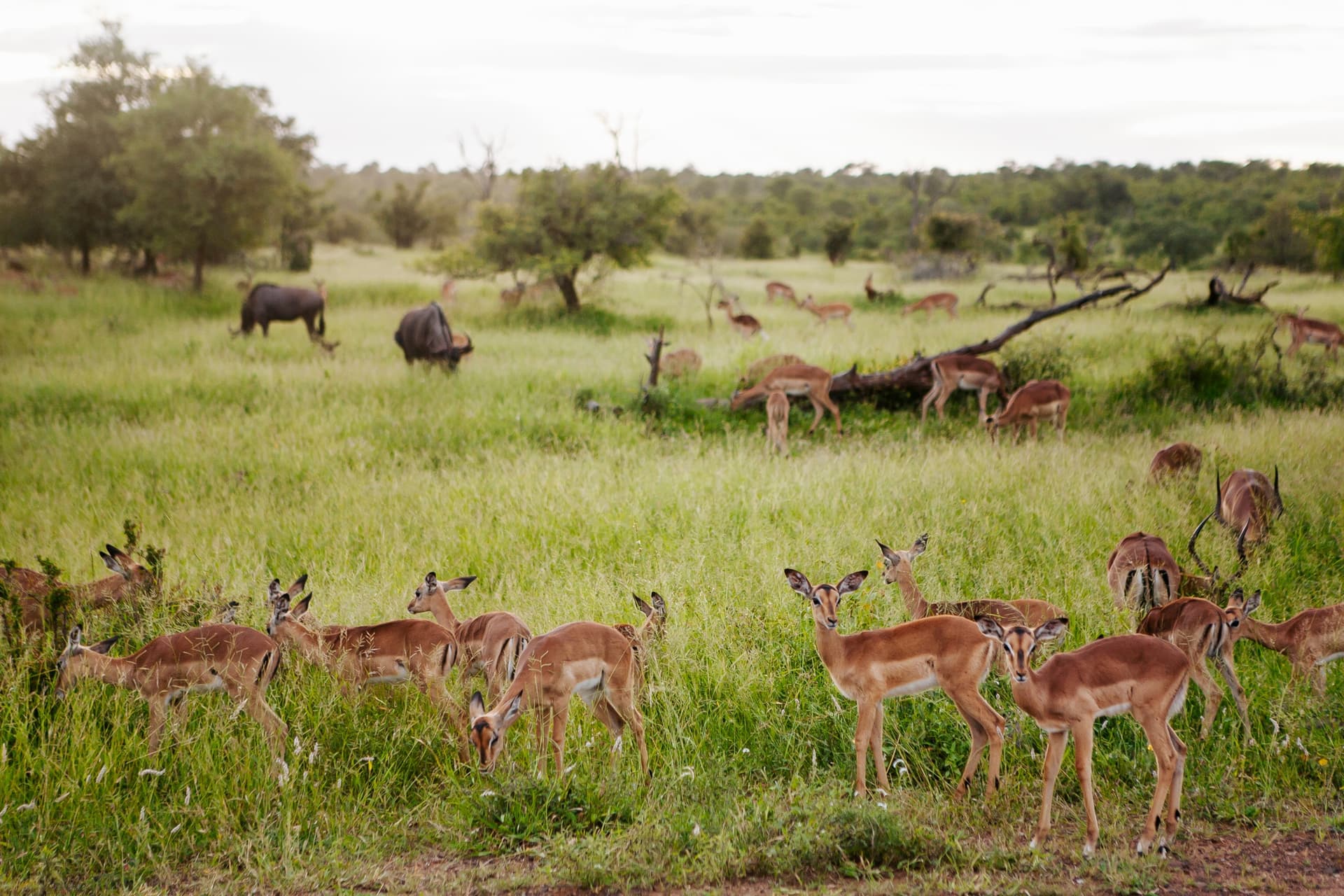 animaux mozambique