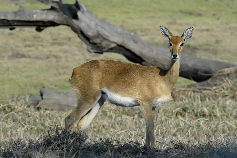 Gorongosa National Park