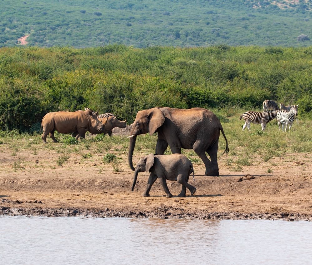 Madikwe Game Reserve